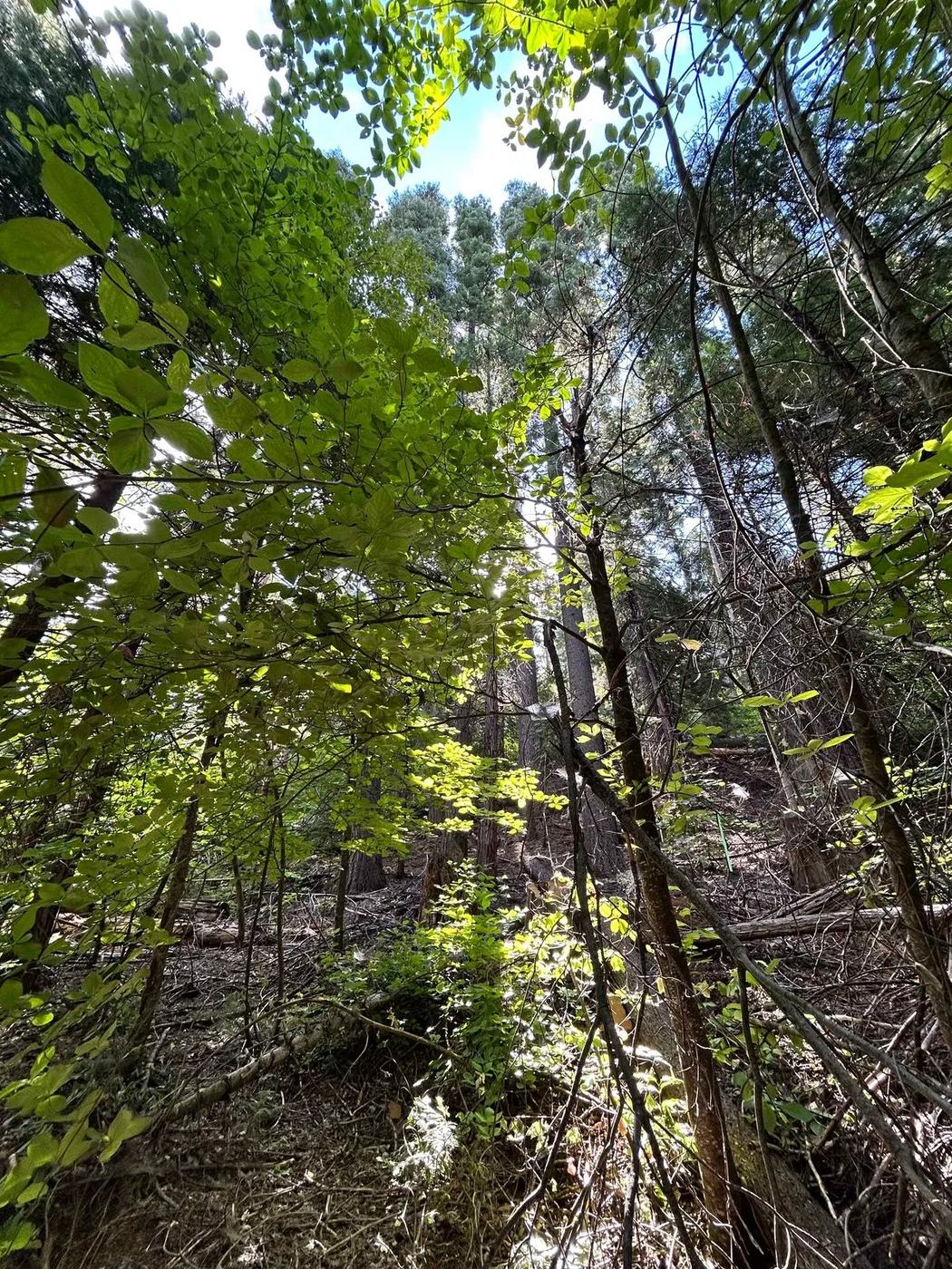 Looking up into the oaks and pines