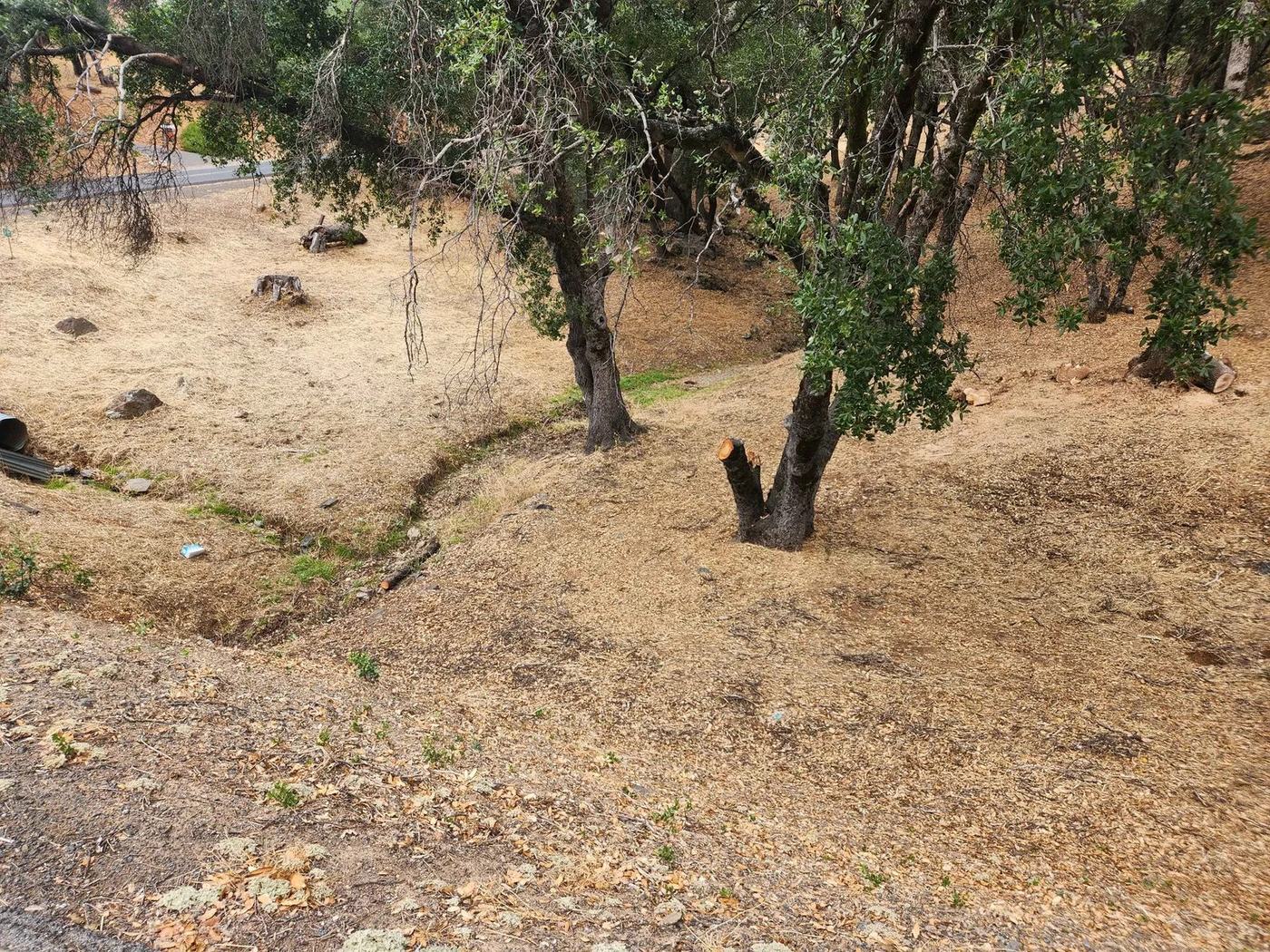 Oak woodland thinned out and the ground cleared