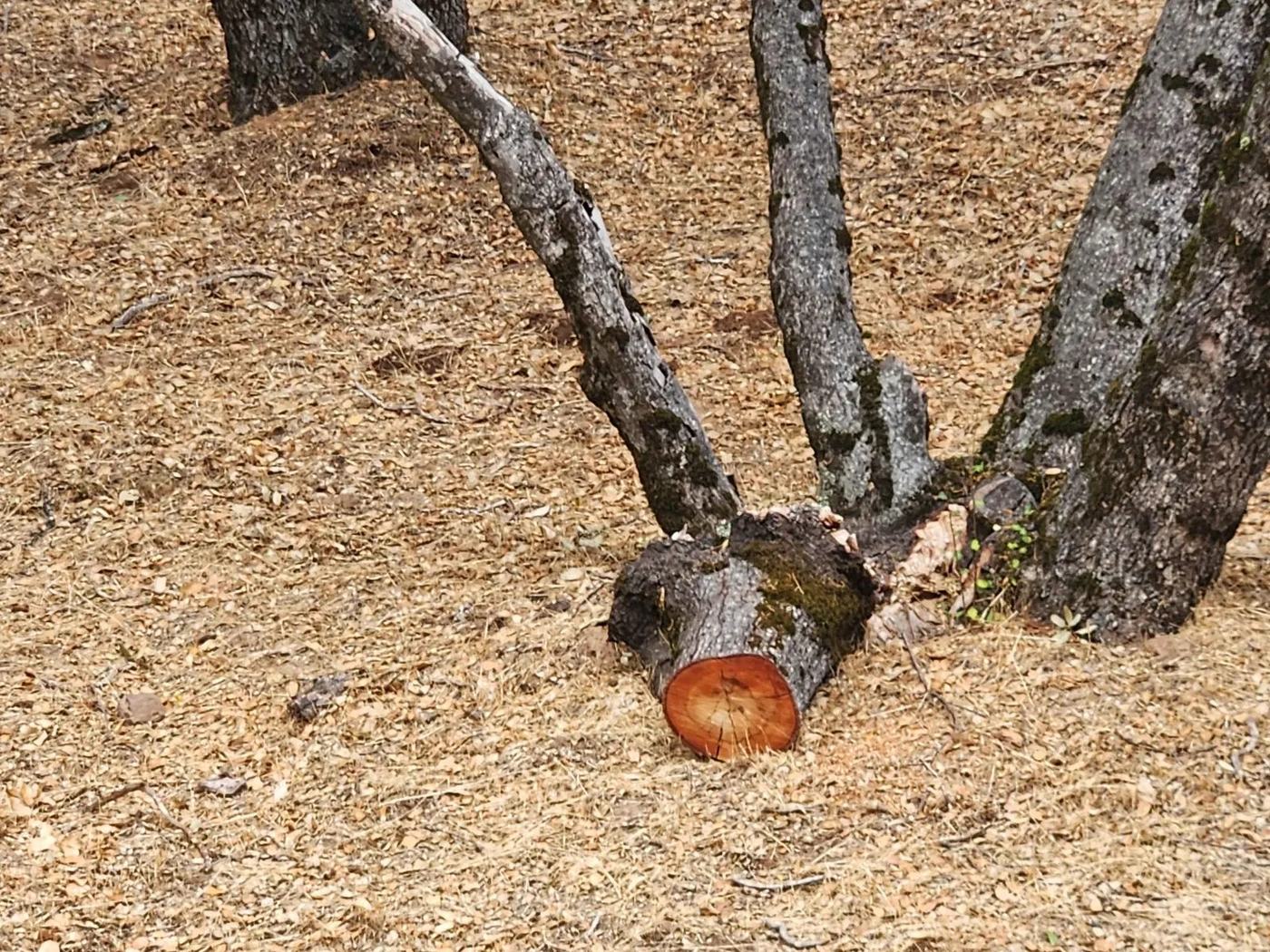 A limb taken off an oak and the stump cut flush